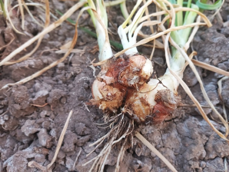 Troubleshooting Onion Rot: Common Causes & Prevention