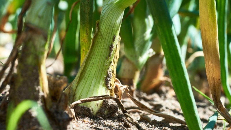 Troubleshooting Onion Rot: Common Causes & Prevention