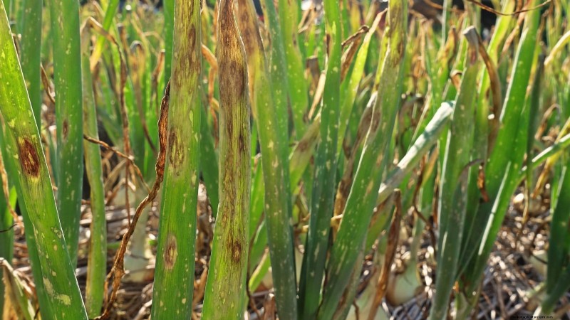 Troubleshooting Onion Rot: Common Causes & Prevention