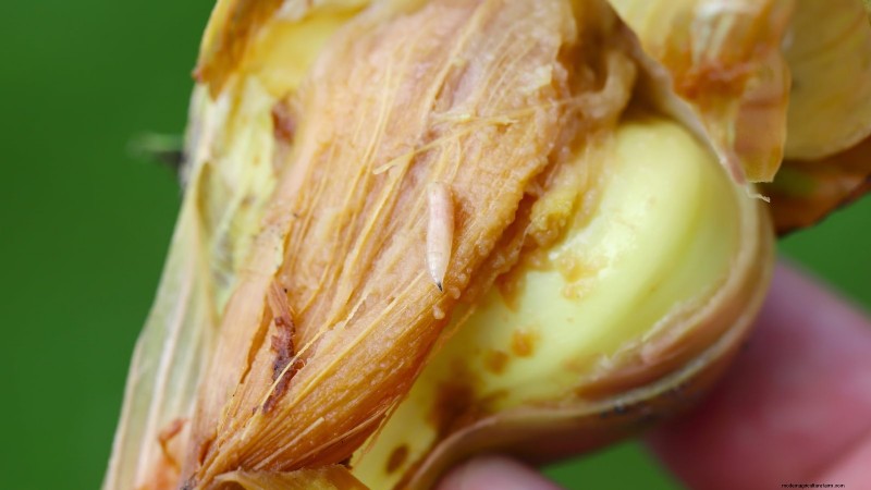 Troubleshooting Onion Rot: Common Causes & Prevention