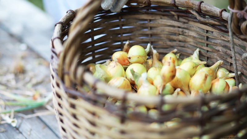Troubleshooting Onion Rot: Common Causes & Prevention