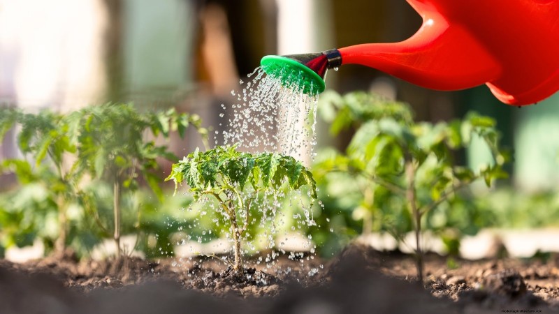 Tomato Plant Watering: Avoid These 5 Deadly Mistakes