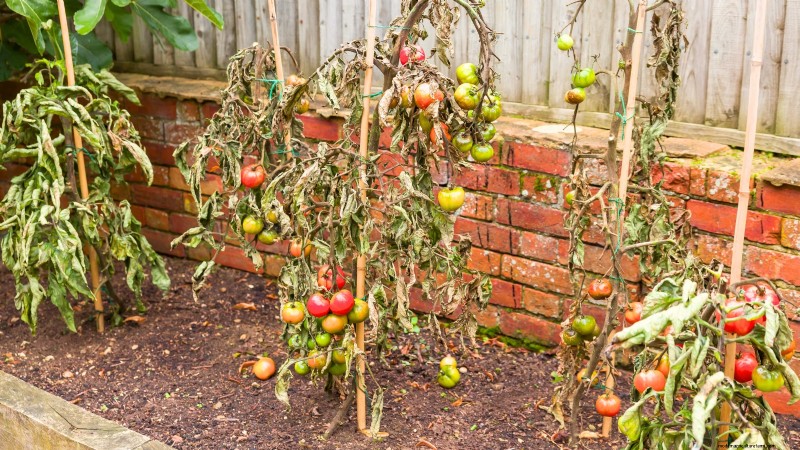 Tomato Plant Watering: Avoid These 5 Deadly Mistakes