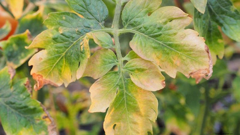 Tomato Plant Watering: Avoid These 5 Deadly Mistakes
