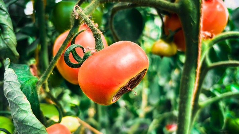 Tomato Plant Watering: Avoid These 5 Deadly Mistakes
