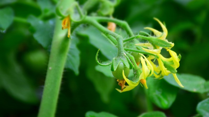 Tomato Plant Watering: Avoid These 5 Deadly Mistakes