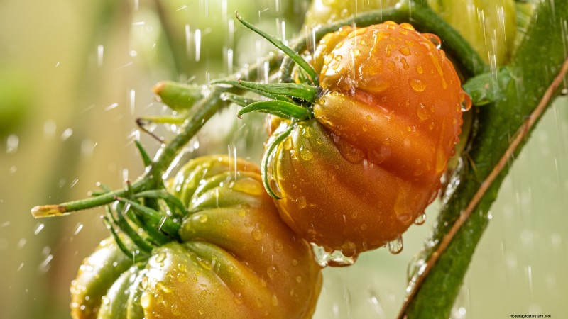 Tomato Plant Watering: Avoid These 5 Deadly Mistakes