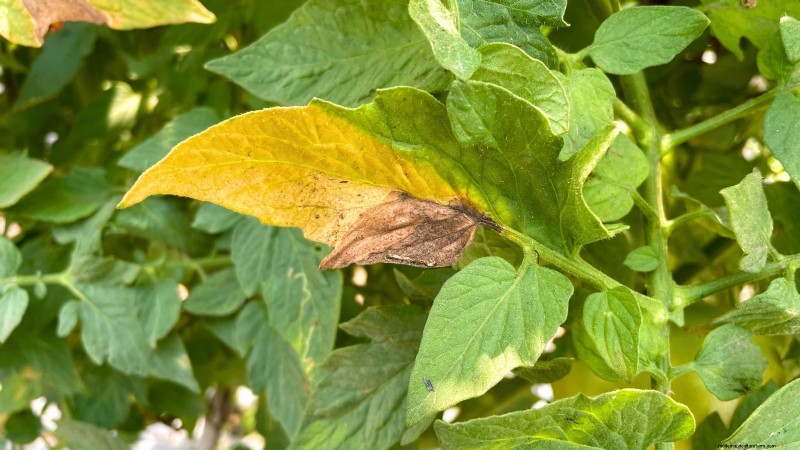 Tomato Plant Watering: Avoid These 5 Deadly Mistakes