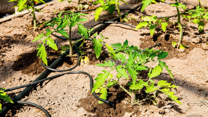 Tomato Plant Watering: Avoid These 5 Deadly Mistakes