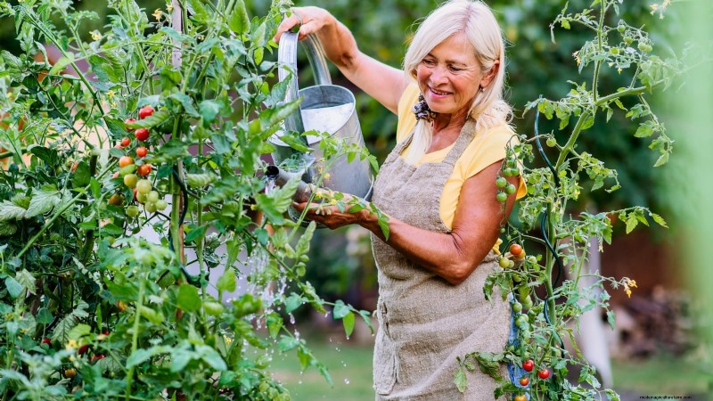 Tomato Plant Watering: Avoid These 5 Deadly Mistakes
