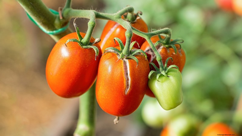 Tomato Plant Watering: Avoid These 5 Deadly Mistakes