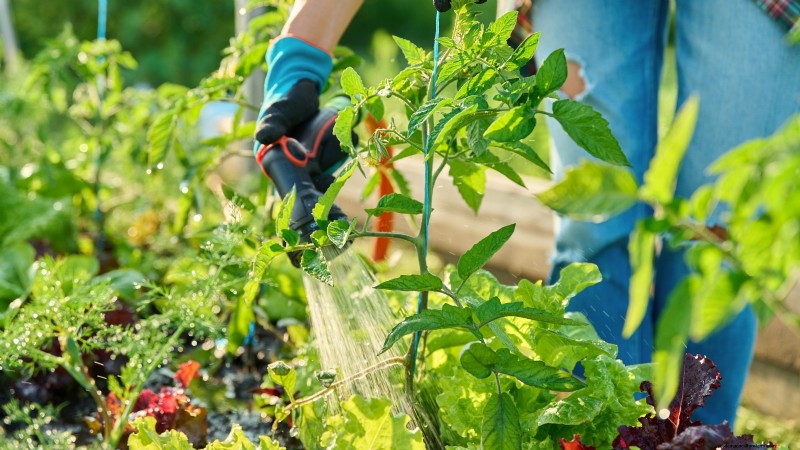 Tomato Plant Watering: Avoid These 5 Deadly Mistakes