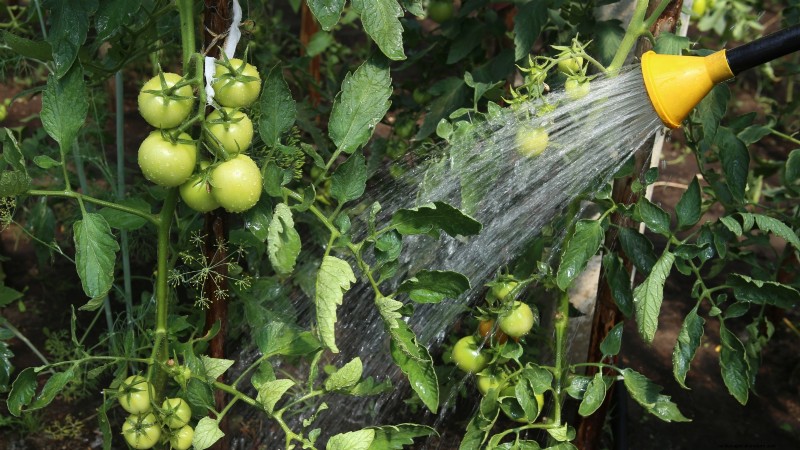 Tomato Plant Watering: Avoid These 5 Deadly Mistakes