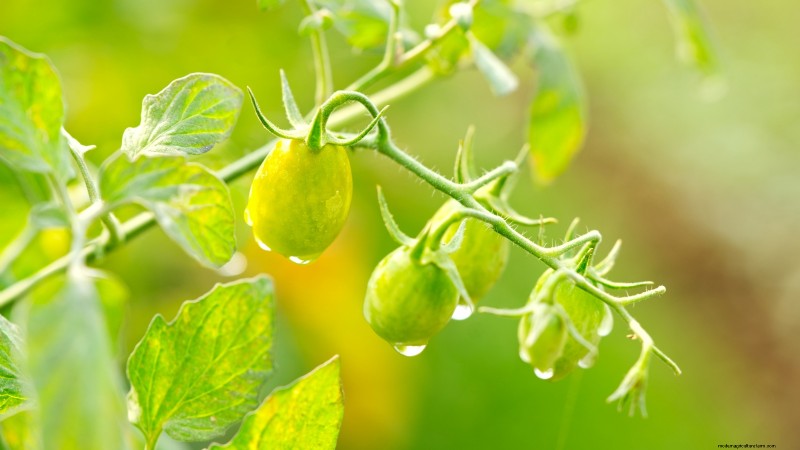 Tomato Plant Watering: Avoid These 5 Deadly Mistakes