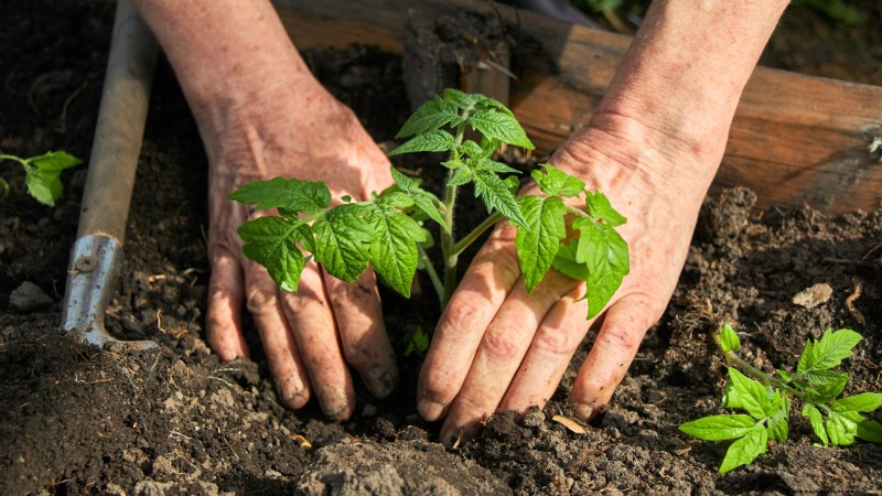 Tomato Plant Watering: Avoid These 5 Deadly Mistakes