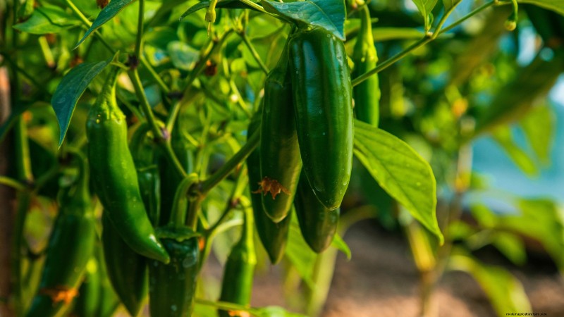 Jalapeño Harvesting Guide: When & How to Pick for Optimal Flavor