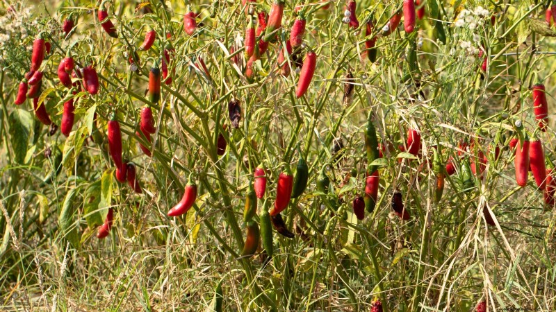 Jalapeño Harvesting Guide: When & How to Pick for Optimal Flavor