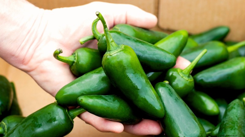 Jalapeño Harvesting Guide: When & How to Pick for Optimal Flavor