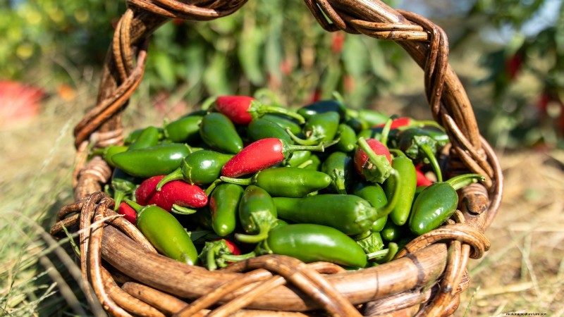 Jalapeño Harvesting Guide: When & How to Pick for Optimal Flavor