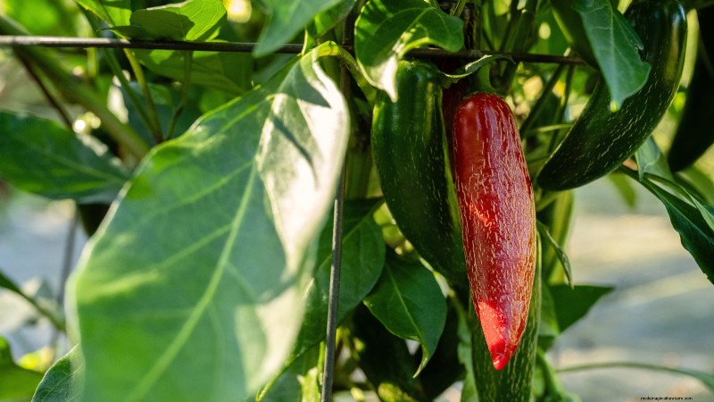Jalapeño Harvesting Guide: When & How to Pick for Optimal Flavor