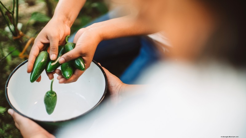 Jalapeño Harvesting Guide: When & How to Pick for Optimal Flavor