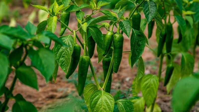 Jalapeño Harvesting Guide: When & How to Pick for Optimal Flavor