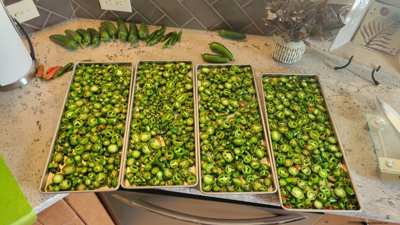 Jalapeño Harvesting Guide: When & How to Pick for Optimal Flavor