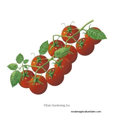 How to Ripen Green Tomatoes: 7 Proven Methods