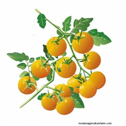How to Ripen Green Tomatoes: 7 Proven Methods
