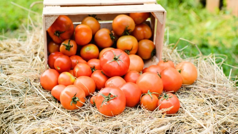 How to Ripen Green Tomatoes: 7 Proven Methods