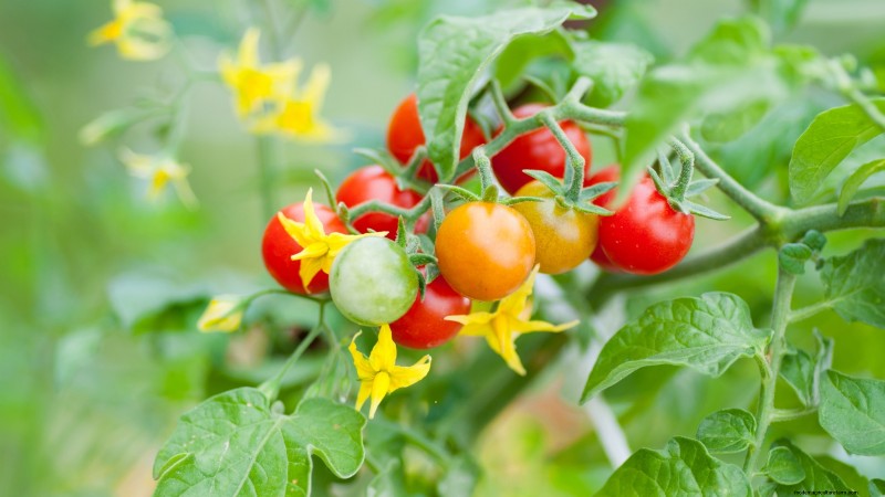 How to Ripen Green Tomatoes: 7 Proven Methods