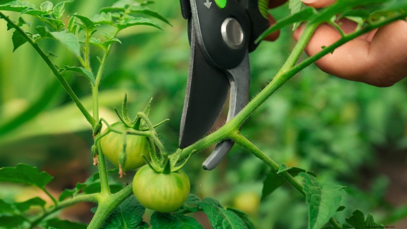 How to Ripen Green Tomatoes: 7 Proven Methods