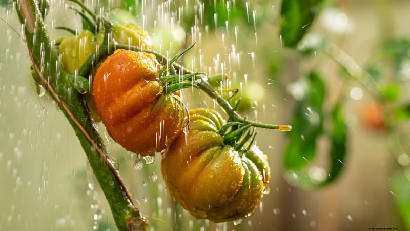 How to Ripen Green Tomatoes: 7 Proven Methods