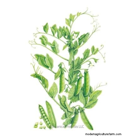 Succession Planting Peas: Extend Your Harvest in July