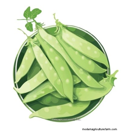 Succession Planting Peas: Extend Your Harvest in July