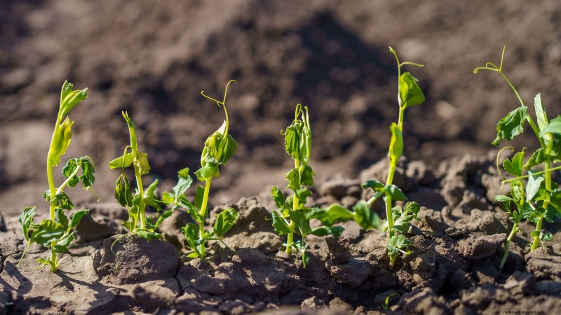 Succession Planting Peas: Extend Your Harvest in July