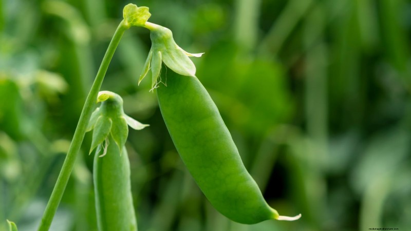 Succession Planting Peas: Extend Your Harvest in July