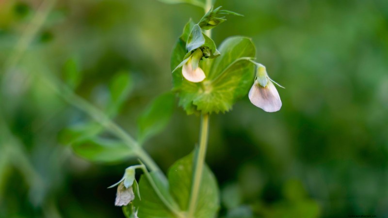 Succession Planting Peas: Extend Your Harvest in July