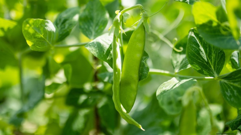Succession Planting Peas: Extend Your Harvest in July