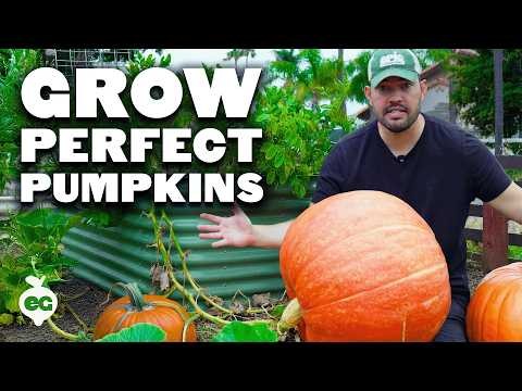 Fast-Maturing Pumpkins for July Planting: Enjoy Autumn Harvest Sooner