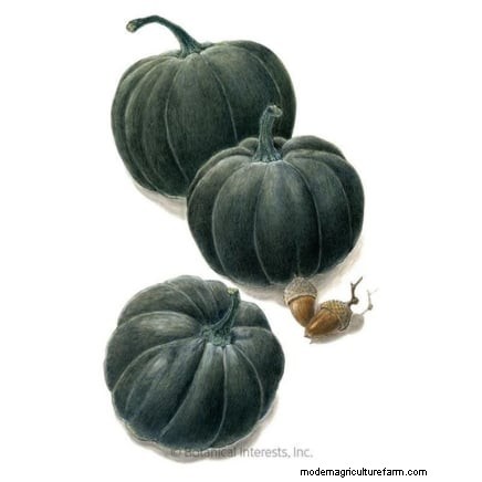 Fast-Maturing Pumpkins for July Planting: Enjoy Autumn Harvest Sooner
