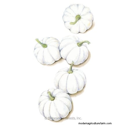 Fast-Maturing Pumpkins for July Planting: Enjoy Autumn Harvest Sooner