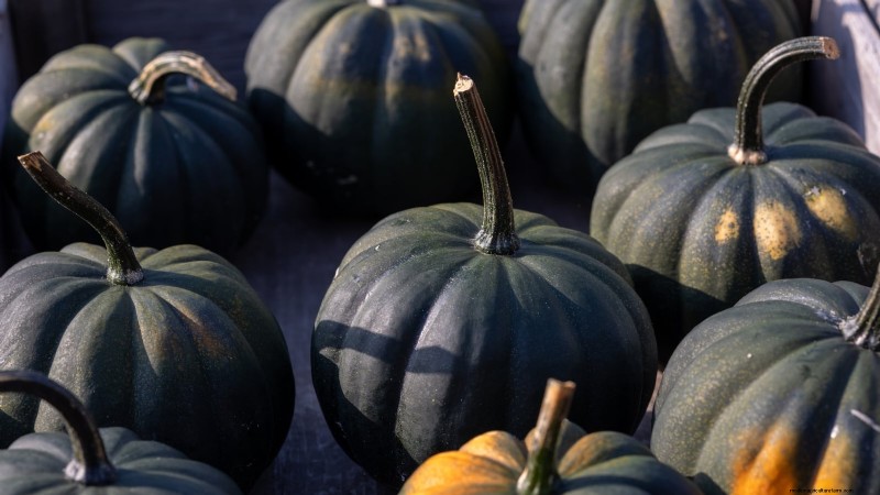 Fast-Maturing Pumpkins for July Planting: Enjoy Autumn Harvest Sooner