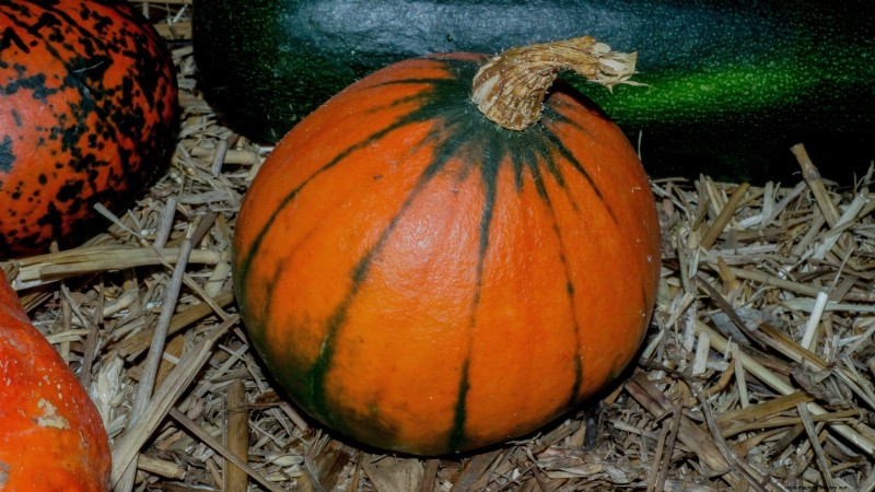 Fast-Maturing Pumpkins for July Planting: Enjoy Autumn Harvest Sooner