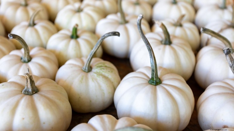Fast-Maturing Pumpkins for July Planting: Enjoy Autumn Harvest Sooner