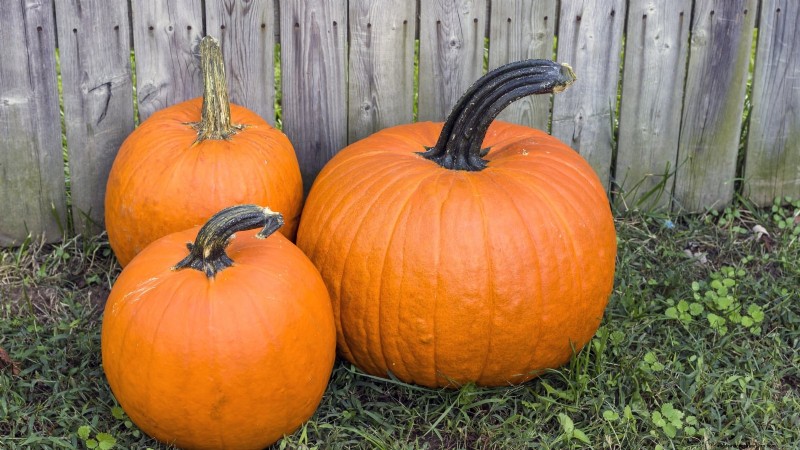Fast-Maturing Pumpkins for July Planting: Enjoy Autumn Harvest Sooner