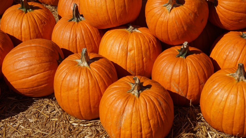 Fast-Maturing Pumpkins for July Planting: Enjoy Autumn Harvest Sooner