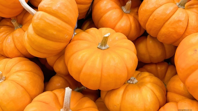 Fast-Maturing Pumpkins for July Planting: Enjoy Autumn Harvest Sooner