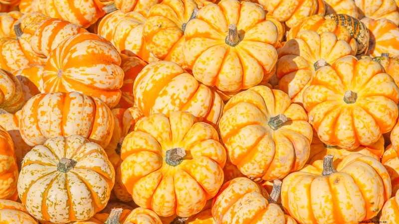 Fast-Maturing Pumpkins for July Planting: Enjoy Autumn Harvest Sooner