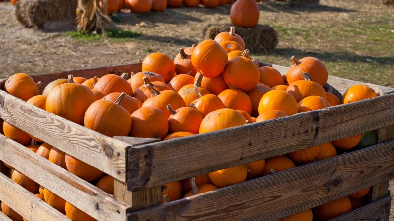 Fast-Maturing Pumpkins for July Planting: Enjoy Autumn Harvest Sooner